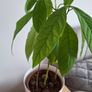 Plant Image 3