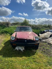 Mg Bgt