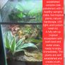 Paludarium for vampire crabs Image 2