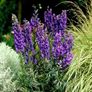 (M) Monkshood seeds 0.04g (430512) Image 2