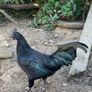 Young roosters, one left Image 2