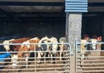 Very Quiet Bucket Reared Heifers for Sale