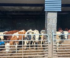 Very Quiet Bucket Reared Heifers for Sale