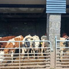 Very Quiet Bucket Reared Heifers for Sale