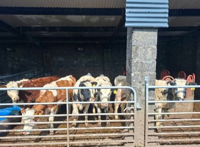 Very Quiet Bucket Reared Heifers for Sale