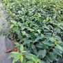 Portuguese Laurel Hedging Image 10