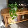 Epipremnum Aureum planter Image 5