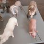 schleich animals Image 3