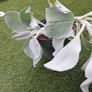 Plant Angel Wings Senecio Image 2