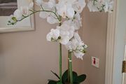 Artificial Plant Flowers Large Size New