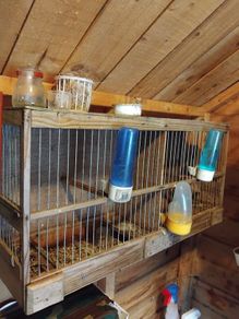 bird cage