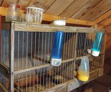 bird cage