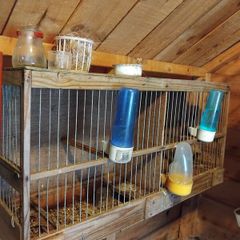 bird cage