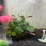 tropical fishes Image 3