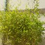 Bamboo trees x 2 Image 3