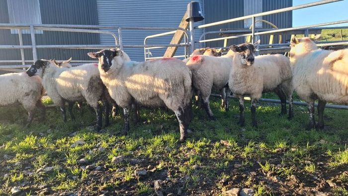 Price Drop  Hogget ewes