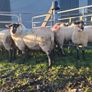 Hogget ewes Image 7
