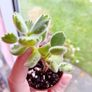 Bear Paw Succulent Image 3