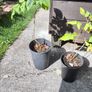 raspberry canes (2) Image 3