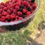 Everbearing Raspberry Canes available from February 2026 Image 2