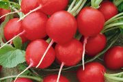 (R) Radish Rondeel seeds (3g) (124909) | Sow in July
