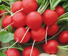 (R) Radish Rondeel seeds (3g) (124909)