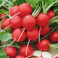 (R) Radish Rondeel seeds (3g) (124909)