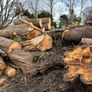 firewood logs cut last autumn to takeaway  FREE ready to burn Image 3