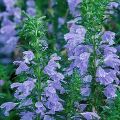 (D) Moldavian Dragonhead seeds 0.5g (210596)