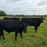 12 angus bullocks 450 -460kg Image 3