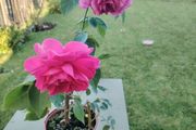 Rose plant