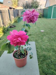 Rose plant