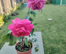 Rose plant