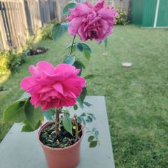 Rose plant
