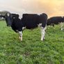Pedigree Registered Friesian Bulls Image 4