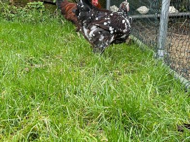 Speckled Sussex Rooster For Sale in Ballywilliam, Wexford from AishlingS9