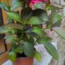 Hydrangea Image 2