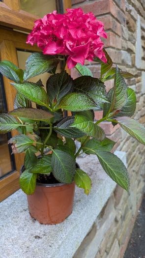 Hydrangea