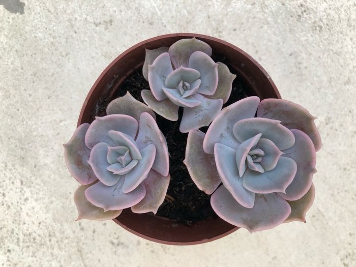 Succulents