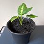 Plant Image 4