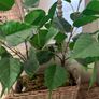 Washed rattan planter console or centrepiece with timer lights Image 9