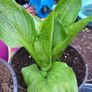Hosta First Frost and Autumn Moon Image 8