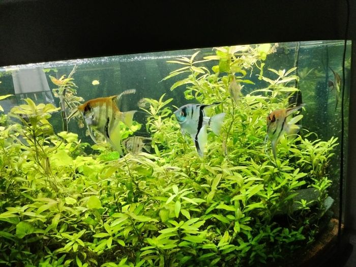 juwel Trigon 350