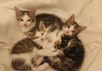 kittens