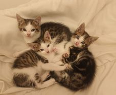 kittens