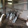 Fertile hatching eggs Image 9