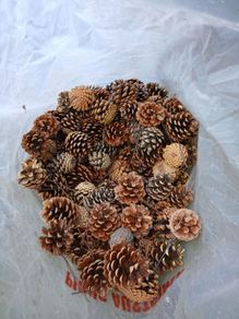 Pine Cones