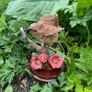 Vintage Wren With Pansies Figurine By Country Artist Andrew MacCallum Image 2