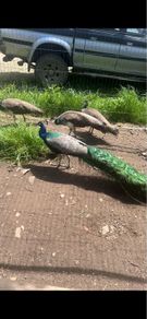 Pea fowl eggs