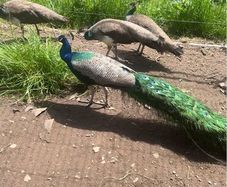 Pea fowl eggs